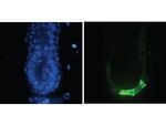GFP Antibody in Immunohistochemistry (IHC)