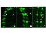 GFP Antibody in Immunohistochemistry (PFA fixed) (IHC (PFA))