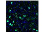 GFP Antibody in Immunohistochemistry (PFA fixed) (IHC (PFA))