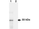 GFP Antibody in Western Blot (WB)