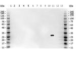 GFP Antibody in Western Blot (WB)