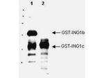 p33ING1 Polyclonal Antibody