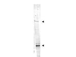 IDN3 Antibody in Western Blot (WB)