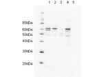 HR23A Polyclonal Antibody