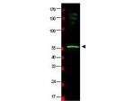 HR23B Antibody in Western Blot (WB)