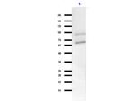 GRK2 Antibody in Western Blot (WB)