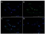 Brn3b Antibody in Immunocytochemistry (ICC/IF)
