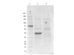 Brn3b Antibody in Western Blot (WB)