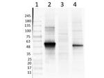 NeuroD1 Polyclonal Antibody