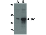 Avian Influenza Hemagglutinin 3 Polyclonal Antibody