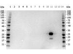 GFP Antibody in Western Blot (WB)