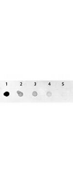 GFP Antibody in Dot Blot (DB)