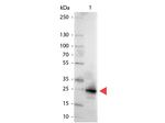 GFP Antibody in Western Blot (WB)