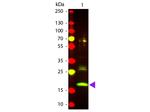 R-Phycoerythrin Antibody in Western Blot (WB)