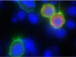 Biotin Antibody in Immunocytochemistry (ICC/IF)