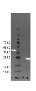 GFP Antibody in Western Blot (WB)