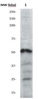 Phospho-AKT1/PKBa (Thr308) Antibody in Western Blot (WB)