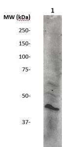 Phospho-CREB (Ser133) Antibody in Western Blot (WB)