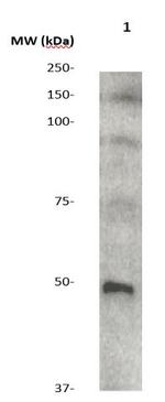 Phospho-GSK3b (Ser9) Antibody in Western Blot (WB)