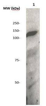 JAK1 Antibody in Western Blot (WB)