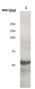 Phospho-JNK/SAPK1 (Thr183, Tyr185) Antibody in Western Blot (WB)