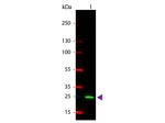 GST Antibody in Western Blot (WB)