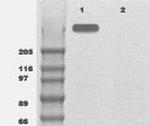 mTOR Antibody in Western Blot (WB)