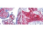 Collagen Type VI Polyclonal Antibody