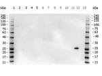 GST Antibody in Western Blot (WB)