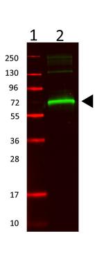 Mouse Serum Albumin Polyclonal Antibody