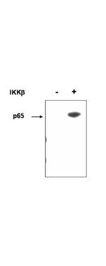 Phospho-NFkB (Ser536) Antibody in Western Blot (WB)