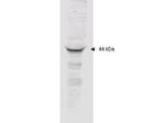 MAPKAP Kinase 2 Polyclonal Antibody