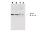 Rad9 S1129 (pan reactive) Antibody in Western Blot (WB)