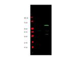 MYC Epitope Tag Polyclonal Antibody
