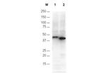 6X His Epitope Tag Antibody in Western Blot (WB)
