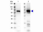 6X His Epitope Tag Antibody in Western Blot (WB)