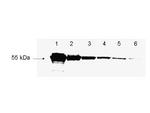 DYKDDDDK Antibody in Western Blot (WB)