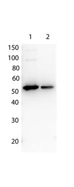 DYKDDDDK Antibody in Western Blot (WB)