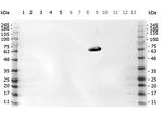 DYKDDDDK Antibody in Western Blot (WB)