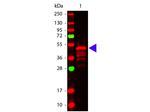 VSV-G Antibody in Western Blot (WB)