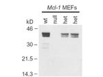 Mcl-1 Polyclonal Antibody