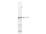 PDK1 Polyclonal Antibody
