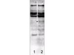 Caspase-2 Polyclonal Antibody