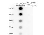 Phospho-PAK 1/2/3 (Thr423) Antibody in Dot Blot (DB)