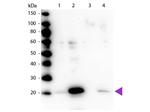 Phospho-Myosin (Ser19, Ser20) Antibody in Western Blot (WB)