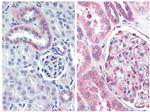 Nestin Antibody in Immunohistochemistry (Paraffin) (IHC (P))