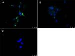 PPAR alpha Polyclonal Antibody