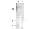 Phospho-Mdm2 (Ser185) Polyclonal Antibody