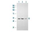 Phospho-GSK3 alpha (Ser21) Polyclonal Antibody