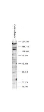 Phospho-Huntington (Ser421) Antibody in Western Blot (WB)